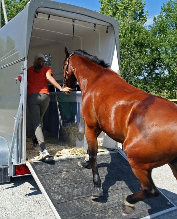 Lady loading a horse into a horse box