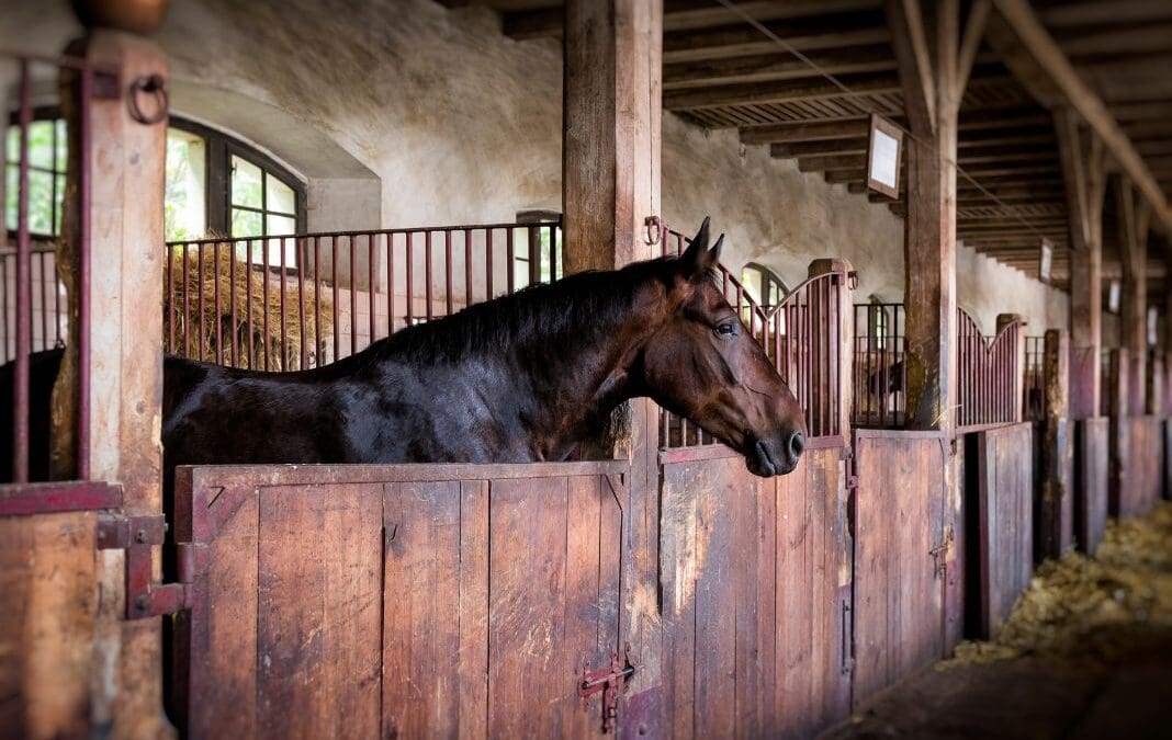 Featured image for Equestrian Fire Safety training, image of a horse in a stable