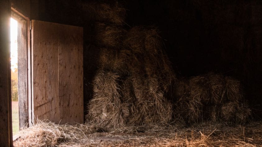 Image of a stable with lots of hay.